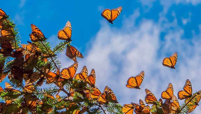 mariposa monarca 